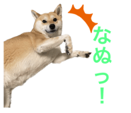 581206447