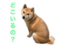 581632337