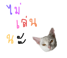 582225562