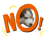 582693365