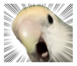 582838431