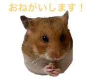 582952852