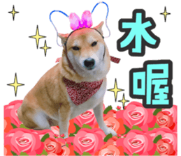 58323433
