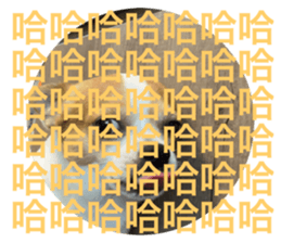583423381