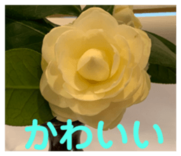 583700643
