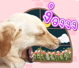 583775116
