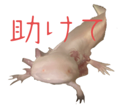 584788730
