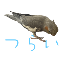 584788733