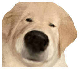 ลายที่ 5