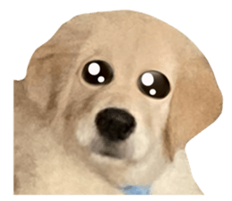 ลายที่ 7