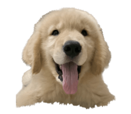 ลายที่ 11