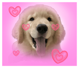 ลายที่ 13