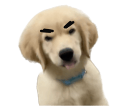 ลายที่ 17