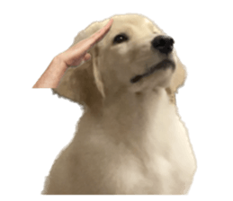 ลายที่ 21