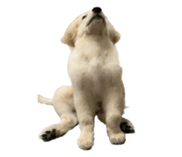 ลายที่ 25