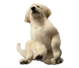 ลายที่ 27