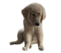 ลายที่ 29