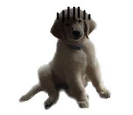 ลายที่ 31