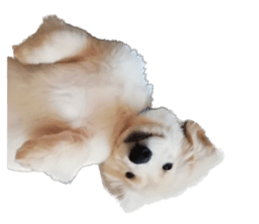 ลายที่ 33