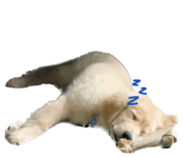 ลายที่ 37