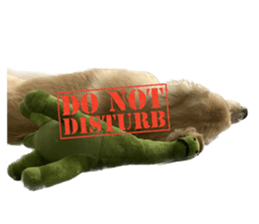 ลายที่ 41