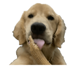 ลายที่ 43