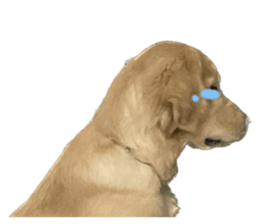 ลายที่ 47