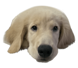 ลายที่ 49