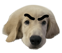 ลายที่ 51