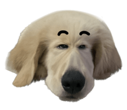 ลายที่ 53