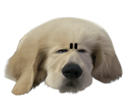 ลายที่ 55