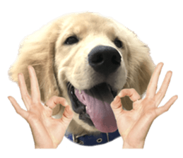 ลายที่ 59