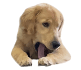 ลายที่ 61