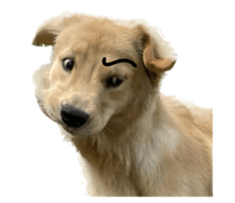 ลายที่ 63