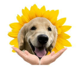 ลายที่ 67