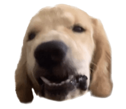 ลายที่ 75