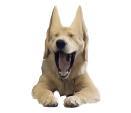 ลายที่ 77