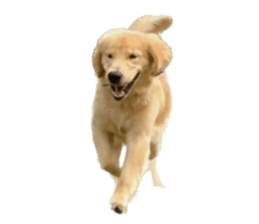 ลายที่ 79