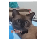 586032448