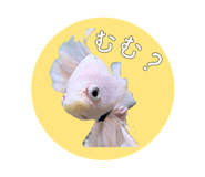586306267