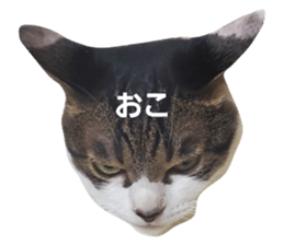 586775573