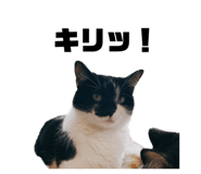 587899778