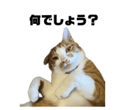 587899779