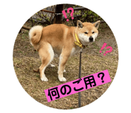 587978532
