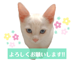588033861