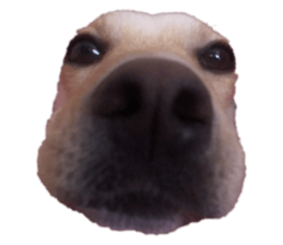 588203389