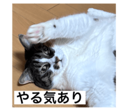 588715774