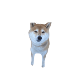 589388612