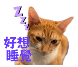 589681385