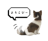 590228680